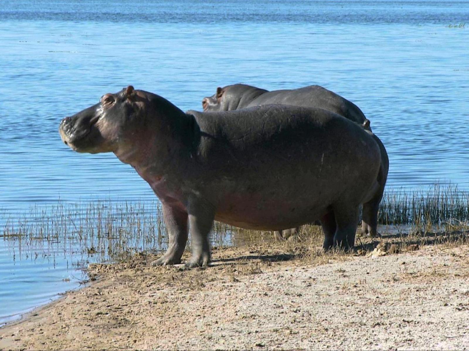 Kayova River Lodge Ndiyona 外观 照片